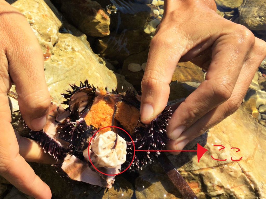 f:id:akane1033:20160910225856p:plain クロアチアの海にはウニがたくさん!?醤油を忘れずに持って行け!