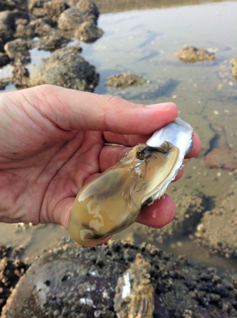 誕生日に牡蠣を食べに連れて行ってもらった時の話☆