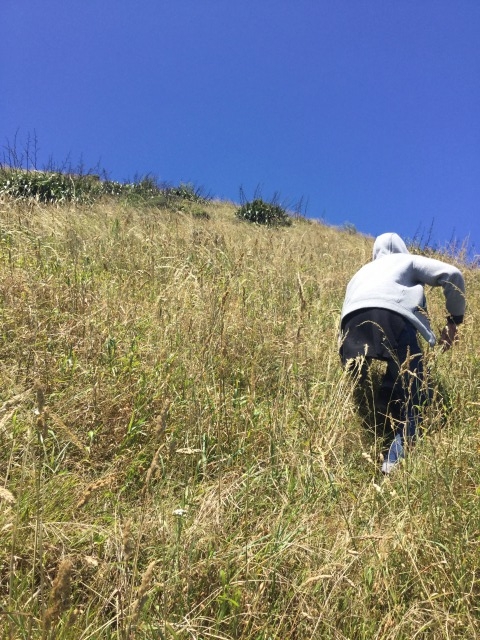 f:id:akane1033:20170106110534j:plain 【ニュージーランド・ウェリントンから日帰り観光】山なのに、海を見ながらハイキング!「Escarpment Track」を紹介します