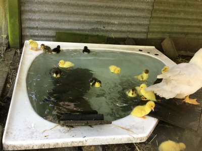 【アヒルの子成長日記①】友達の家で生まれたアヒルの子の成長を、写真と動画付きでお送りします【生後2日～36日】