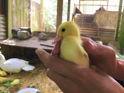 【アヒルの子成長日記①】友達の家で生まれたアヒルの子の成長を、写真と動画付きでお送りします【生後2日～36日】