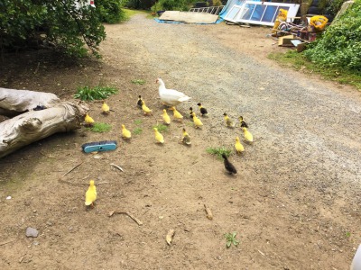 【アヒルの子成長日記①】友達の家で生まれたアヒルの子の成長を、写真と動画付きでお送りします【生後2日～36日】