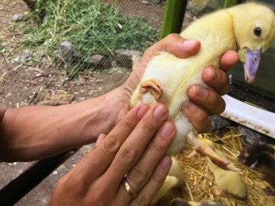 【アヒルの子成長日記①】友達の家で生まれたアヒルの子の成長を、写真と動画付きでお送りします【生後2日～36日】