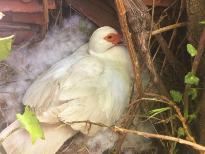 f:id:akane1033:20170217144625j:plain 【アヒルの子成長日記②】アヒルの子の成長過程で起こった悲しい出来事について書いてみる