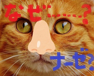 f:id:akane1033:20171110060938j:plain 【画像付き】意味は違うけど日本語としても通じるドイツ語の発音20選