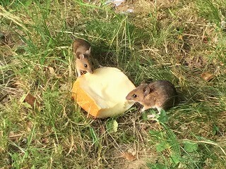 f:id:akane1033:20171110072326j:plain 夏のイタリア写真!イタリアは最高だぁぁぁ!!