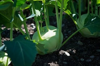 【ヴィーガン和食】ベジタリアン・ヴィーガンでも食べられる和食のレシピ①【おもてなしにも！】