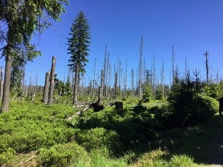 北ドイツで1番高い山・ブロッケン山に登ってきました！【Oderbrückeルート】