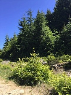 北ドイツで1番高い山・ブロッケン山に登ってきました！【Oderbrückeルート】