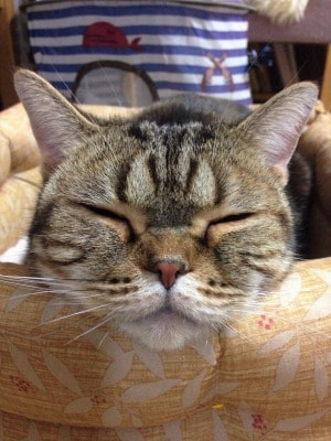 溺愛する実家のネコ2匹を紹介します