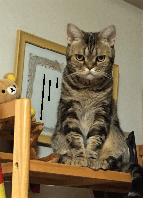 溺愛する実家のネコ2匹を紹介します