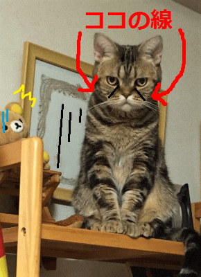 溺愛する実家のネコ2匹を紹介します