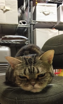 溺愛する実家のネコ2匹を紹介します
