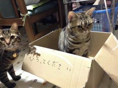 溺愛する実家のネコ2匹を紹介します