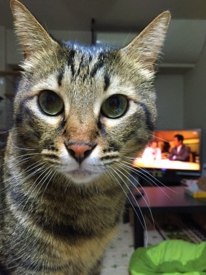 溺愛する実家のネコ2匹を紹介します