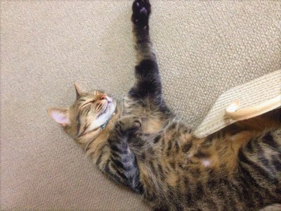 溺愛する実家のネコ2匹を紹介します