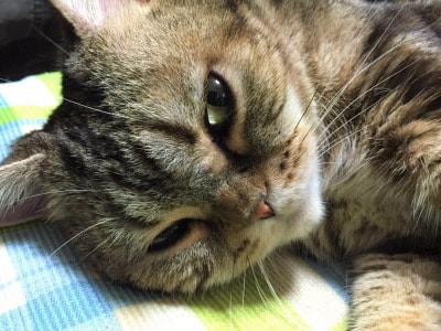 溺愛する実家のネコ2匹を紹介します
