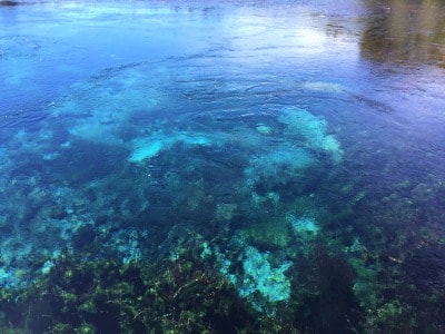 世界で3番目に美しい泉・Pupu Springs（ププ・スプリングス）が汚染の危機にさらされている！？