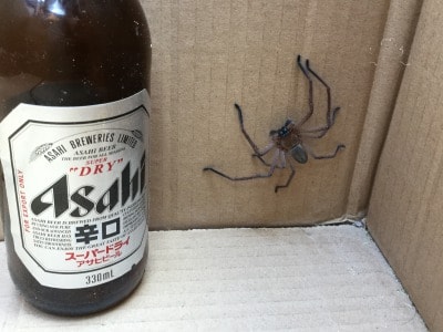 オーストラリアの森での暮らしが、インドア派にはなかなかワイルドだった件その２