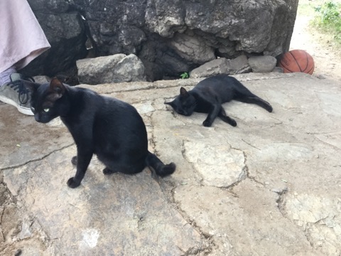 f:id:akane1033:20180119032532j:image 【タイ】秘境温泉!?メーサリアンに近い「Mae Um Long Luang Hot Springs」に行ってきました