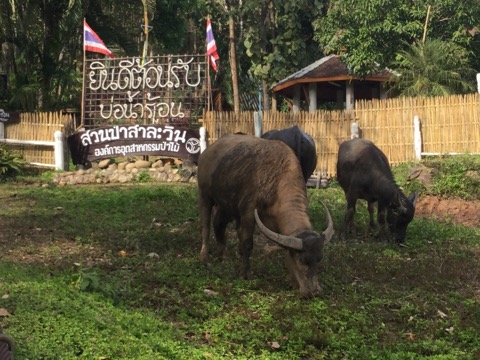 f:id:akane1033:20180119032600j:image 【タイ】秘境温泉!?メーサリアンに近い「Mae Um Long Luang Hot Springs」に行ってきました