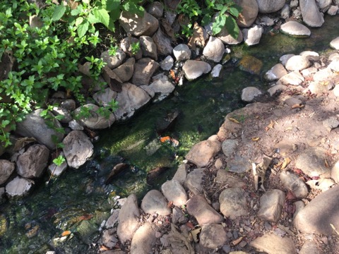 f:id:akane1033:20180119032605j:image 【タイ】秘境温泉!?メーサリアンに近い「Mae Um Long Luang Hot Springs」に行ってきました