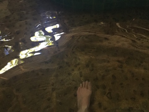 f:id:akane1033:20180119032749j:image 【タイ】秘境温泉!?メーサリアンに近い「Mae Um Long Luang Hot Springs」に行ってきました