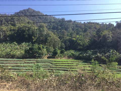 f:id:akane1033:20180119032905j:image 【タイ】秘境温泉!?メーサリアンに近い「Mae Um Long Luang Hot Springs」に行ってきました