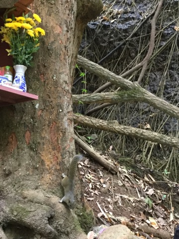 滝はオマケ！？ベトナム・ダラットにあるプレン滝（Prenn Falls）に行ってきました