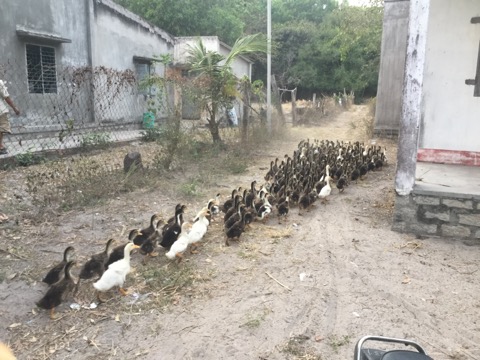 ベトナム15日間バイク旅！ホーチミン→ダラットまでの写真いろいろ
