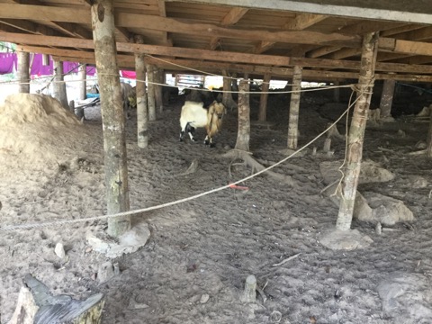 カンボジアの秘島！ロンサレム島に行ってきました
