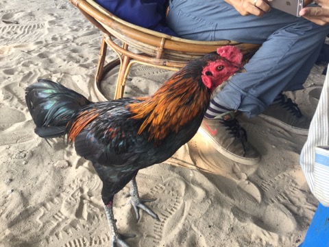 カンボジアの秘島！ロンサレム島に行ってきました