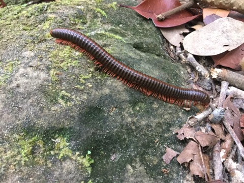 カンボジアの秘島！ロンサレム島に行ってきました