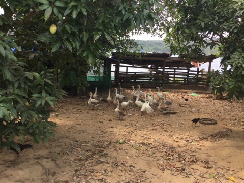カンボジアの秘島！ロンサレム島に行ってきました