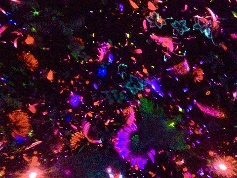 f:id:akane1033:20181218060253j:plain 豊洲にあるデジタルアートミュージアム「チームラボ(teamLab)プラネッツ」がめちゃくちゃ良かった件