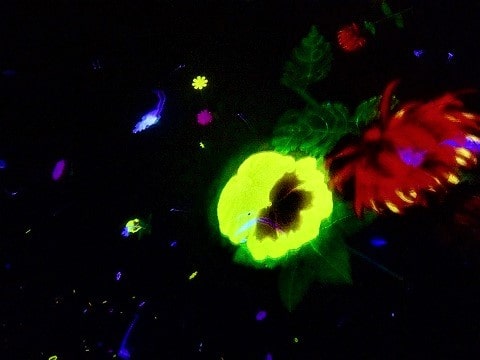 f:id:akane1033:20181218060322j:plain 豊洲にあるデジタルアートミュージアム「チームラボ(teamLab)プラネッツ」がめちゃくちゃ良かった件