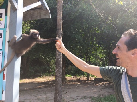 日本にはいない希少な猿・ダスキールトン（シロマブタザル）とひたすら戯れてきた！