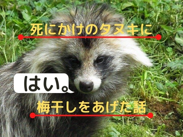 死にかけのタヌキを梅干しで救った話